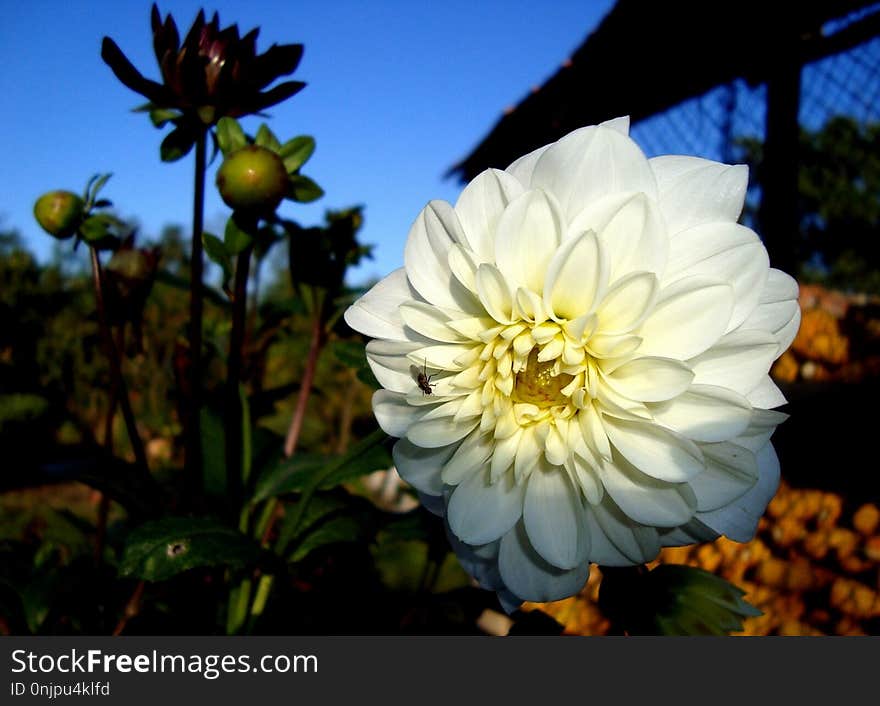 Flower, Plant, Yellow, Flora