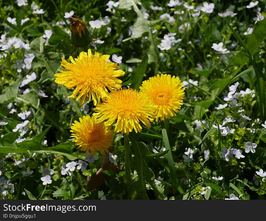 Flower, Plant, Daisy Family, Dandelion