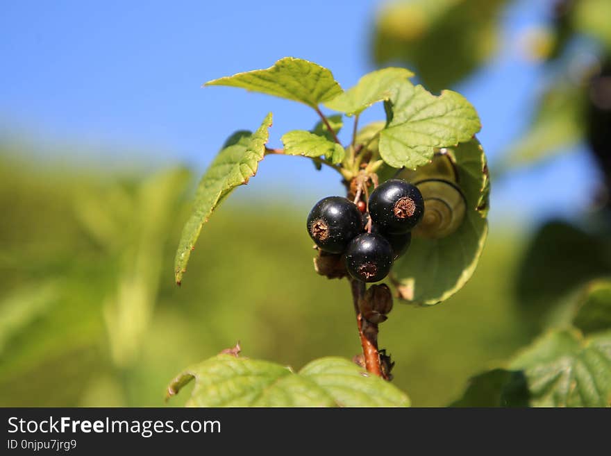 Berry, Fruit, Plant, Insect