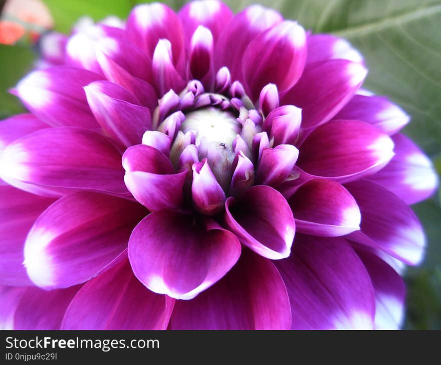 Flower, Plant, Purple, Flowering Plant