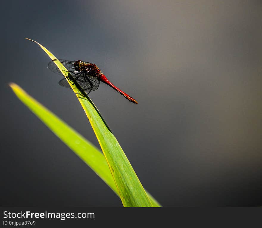 Insect, Macro Photography, Invertebrate, Pest