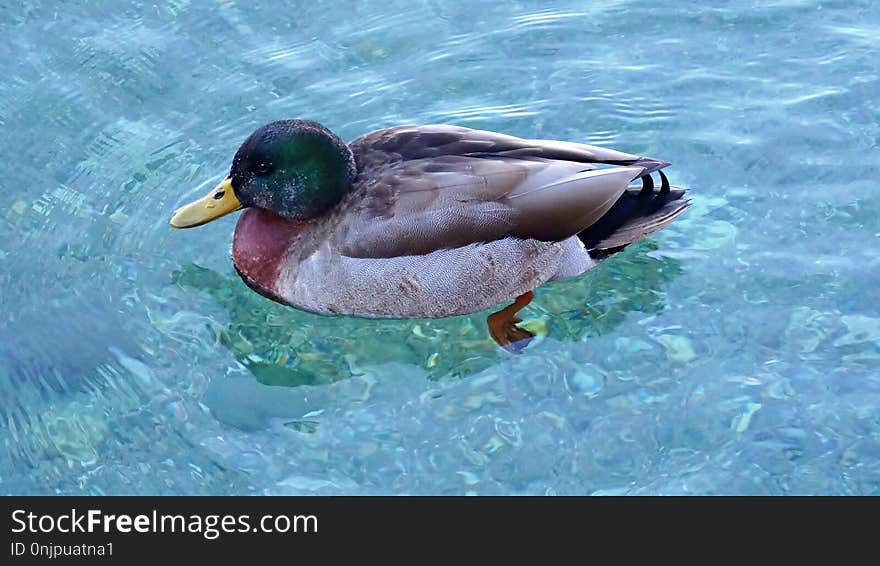 Duck, Mallard, Water, Bird