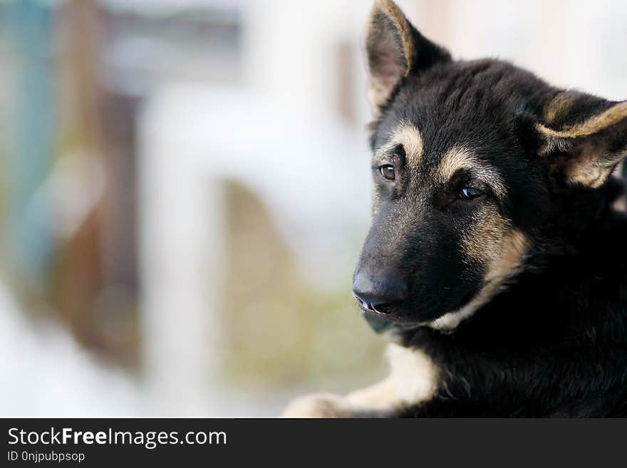 Dog, Dog Like Mammal, Dog Breed, Kunming Wolfdog