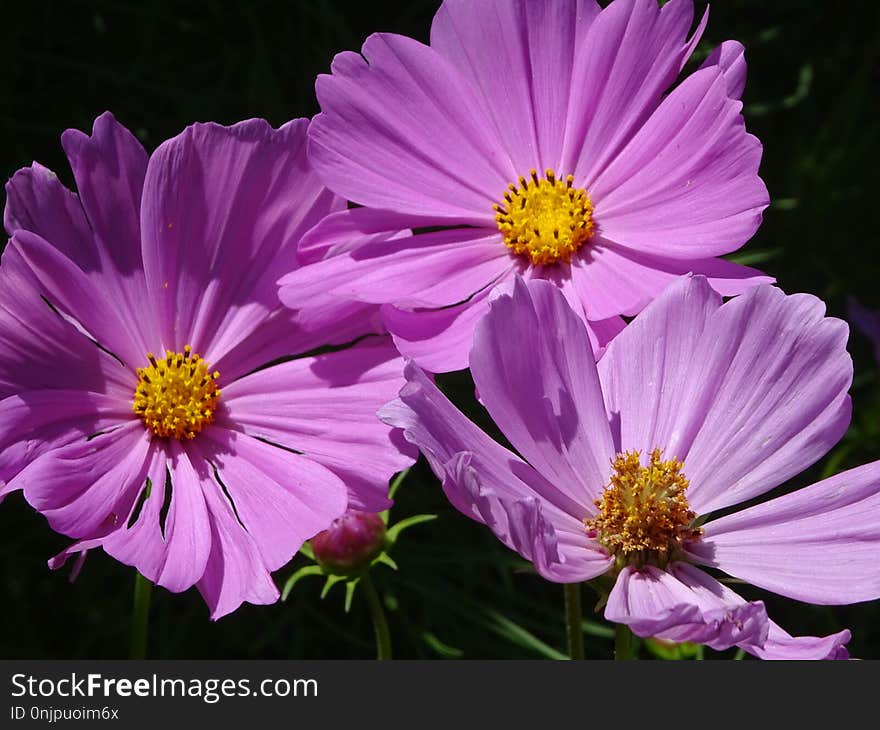 Flower, Garden Cosmos, Purple, Flora