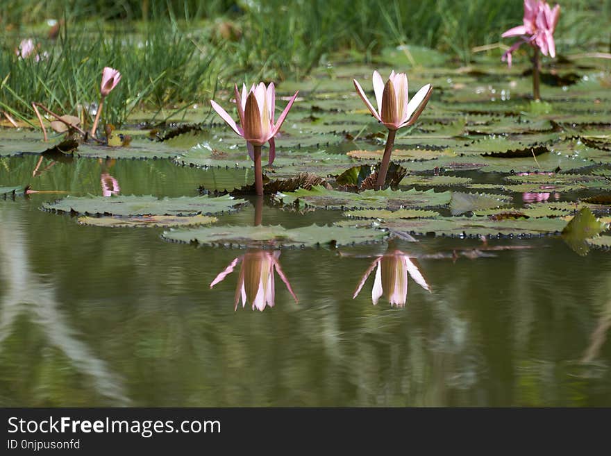 Flora, Water, Flower, Reflection