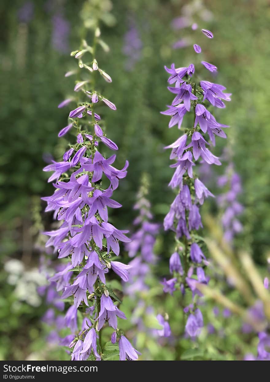 Plant, Flower, Purple, Flora