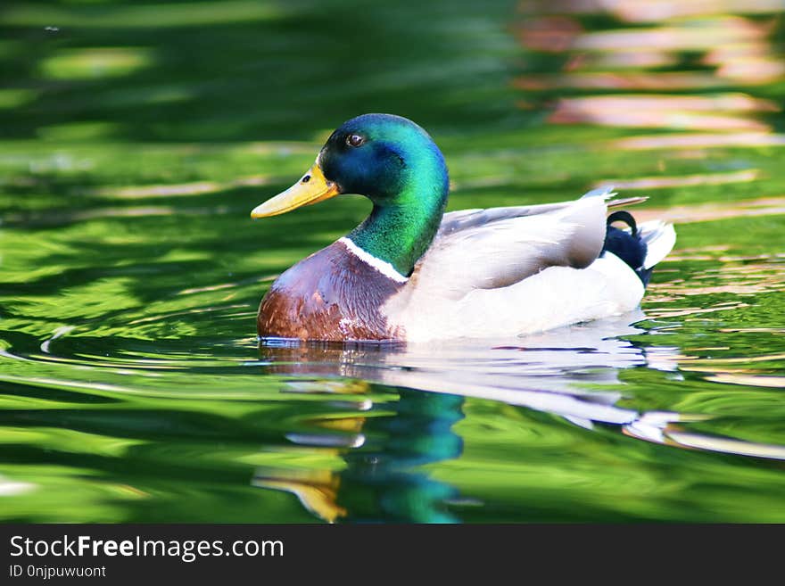 Duck, Bird, Mallard, Water Bird