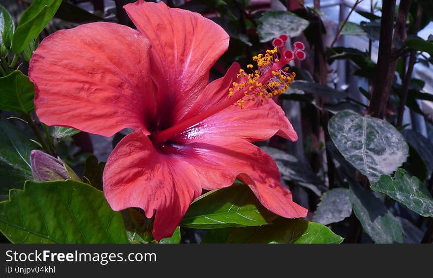 Flower, Plant, Hibiscus, Flowering Plant