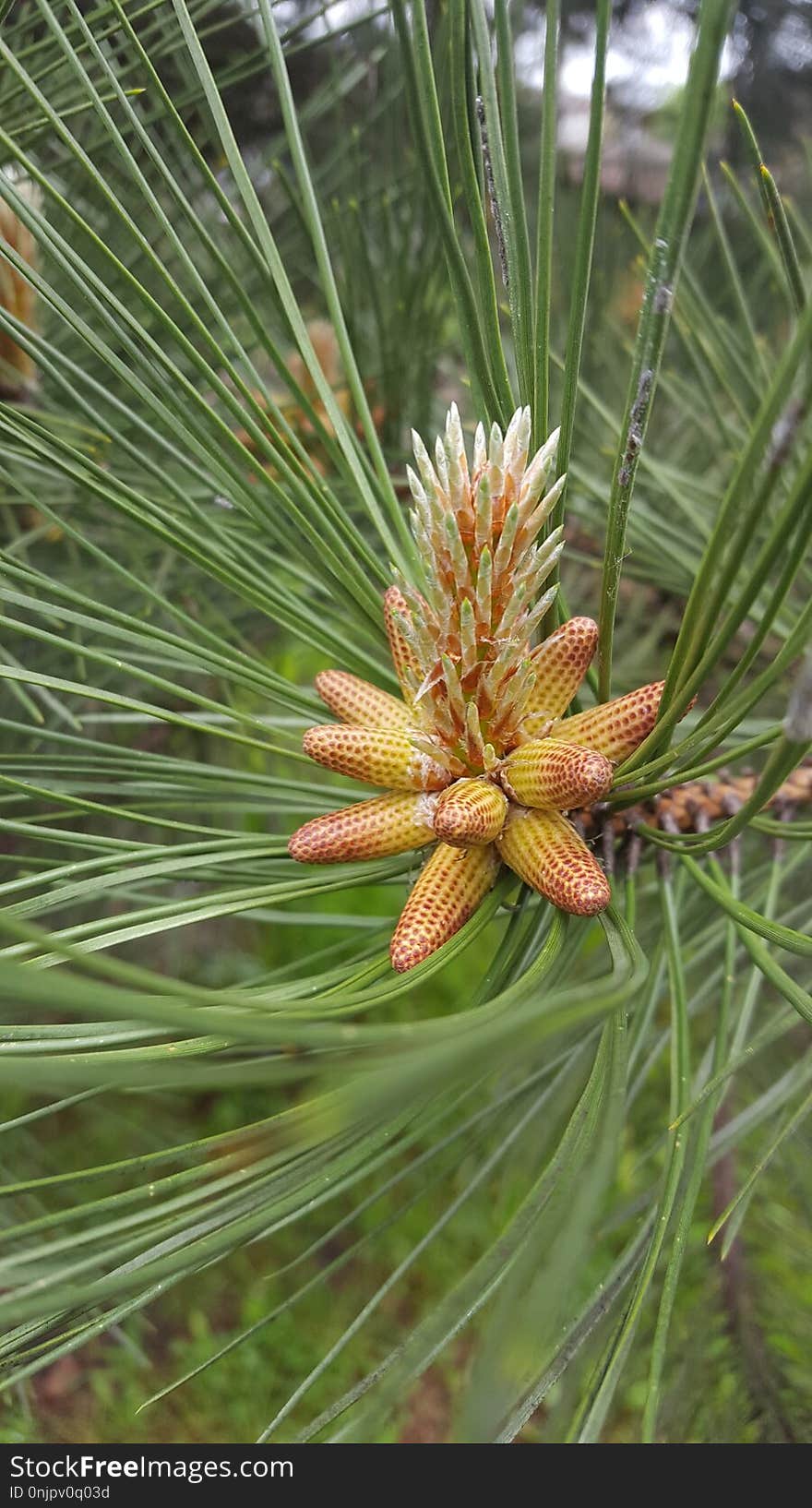 Plant, Pine, Flora, Pine Family