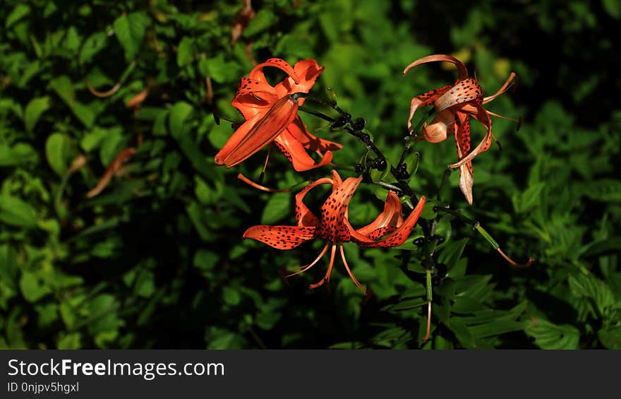 Flower, Plant, Flora, Lily