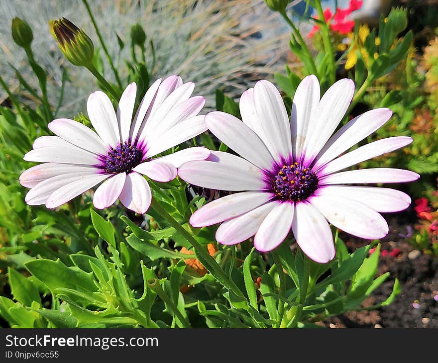 Flower, Plant, Flora, Purple