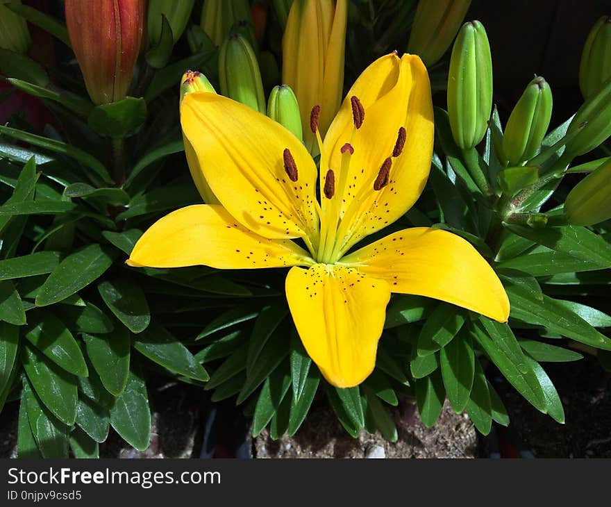 Flower, Plant, Lily, Yellow