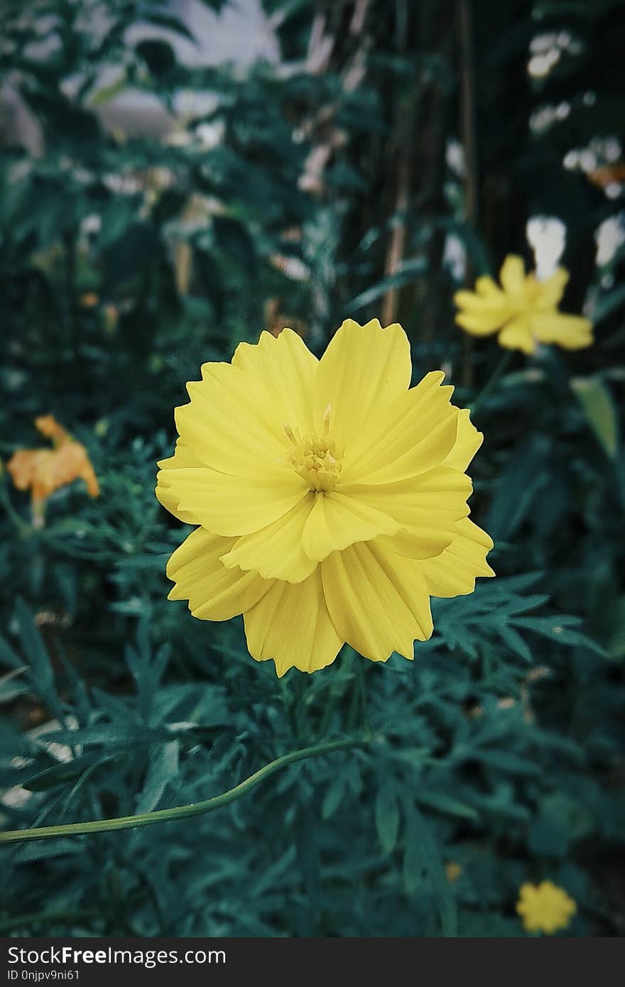 Flower, Yellow, Flora, Plant