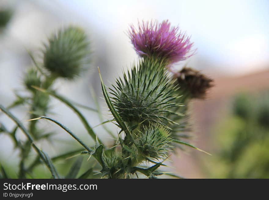 Plant, Thistle, Silybum, Flora