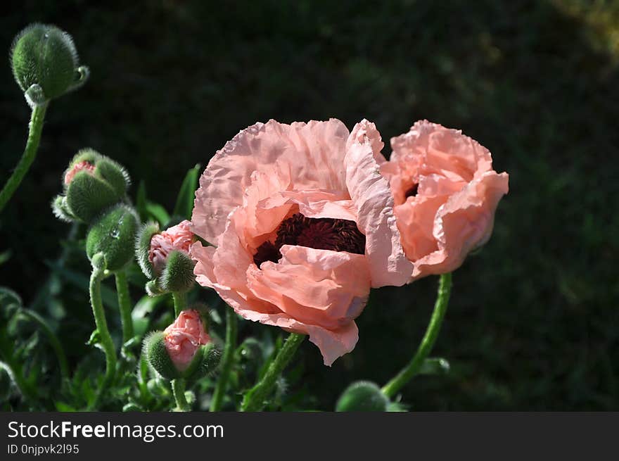 Flower, Plant, Poppy Family, Flora