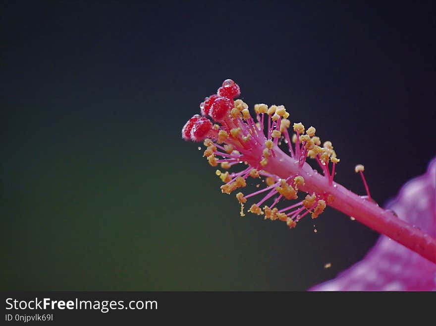 Plant, Flower, Flora, Macro Photography