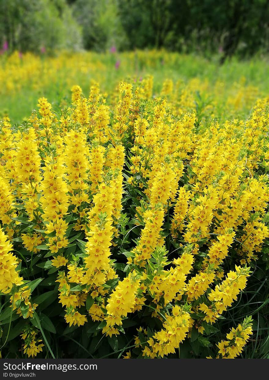 Plant, Flower, Shrub, Verbascum