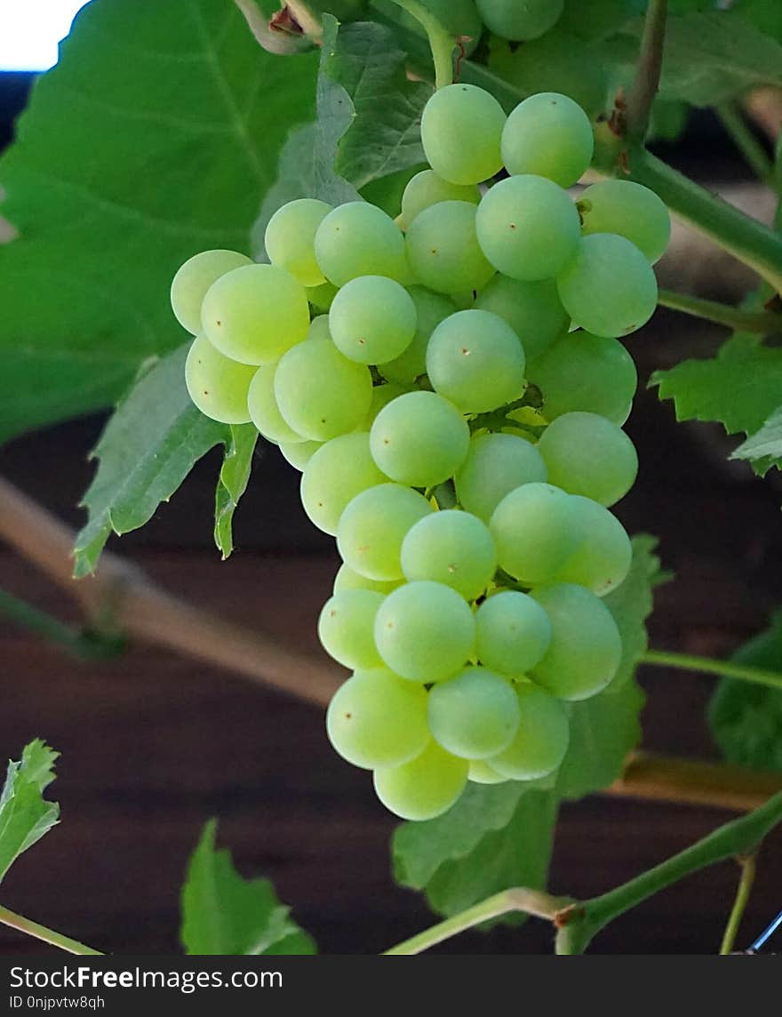 Grape, Grapevine Family, Fruit, Seedless Fruit