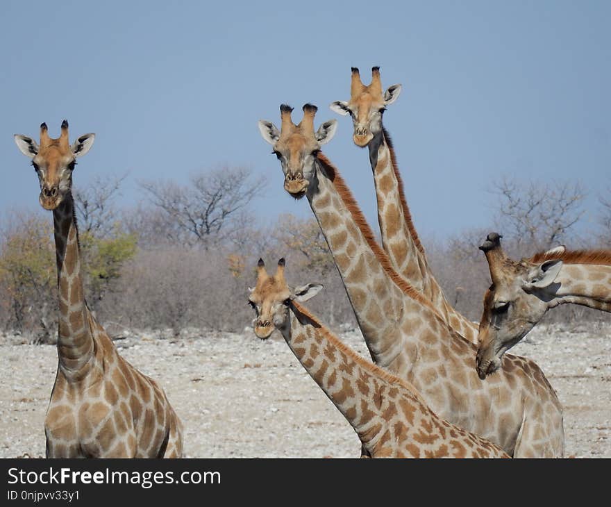 Wildlife, Giraffe, Terrestrial Animal, Fauna