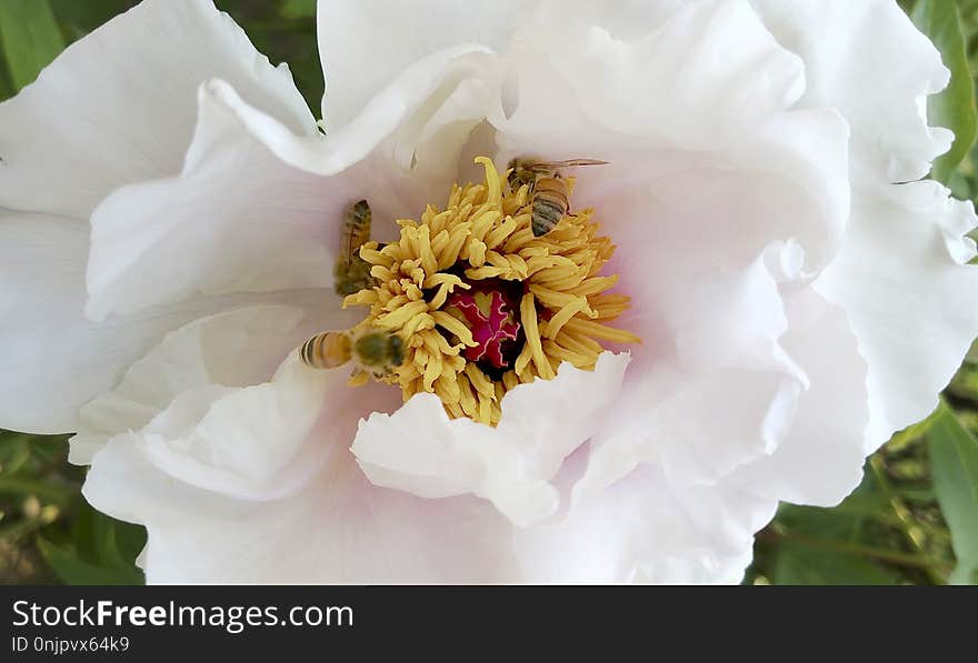 Flower, White, Flowering Plant, Peony