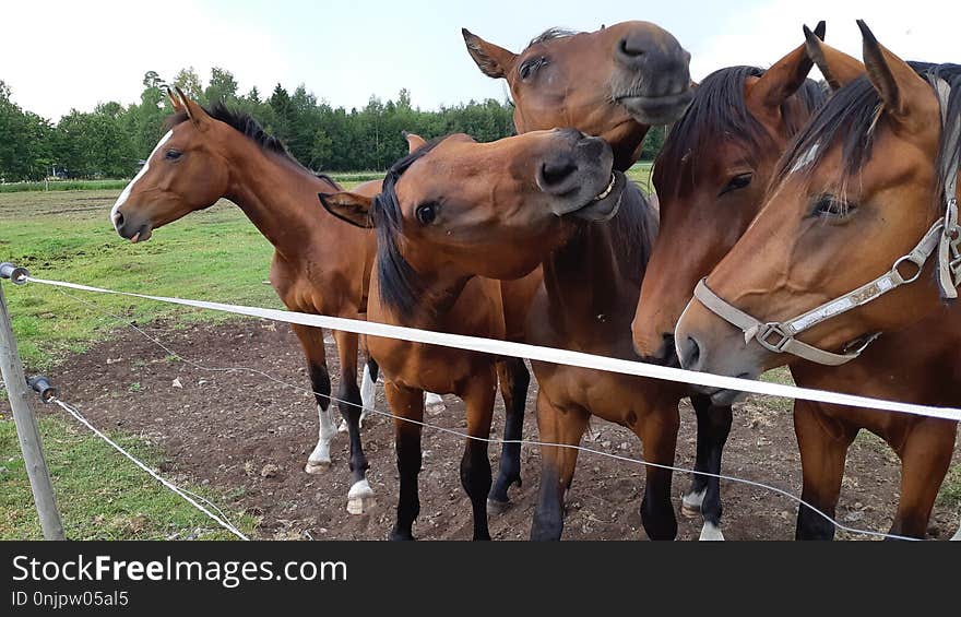 Horse, Horse Harness, Rein, Bridle