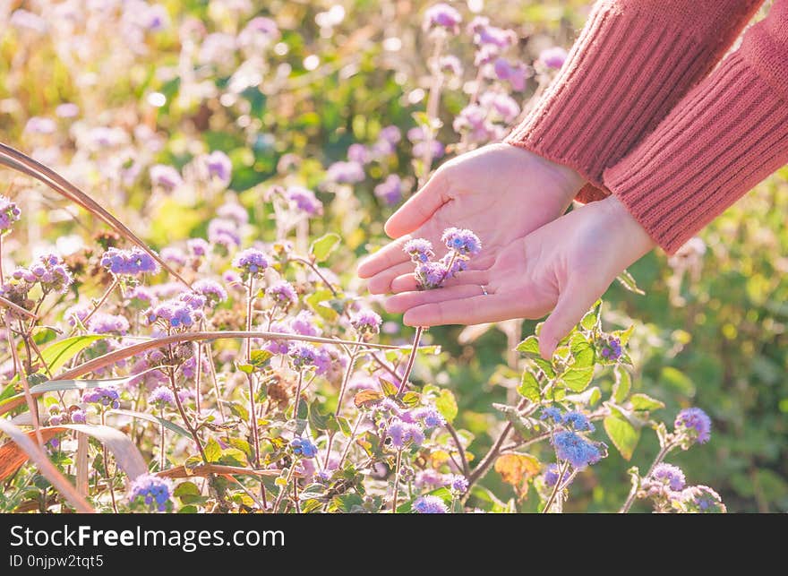 Lavender, Lilac, Purple, Flower