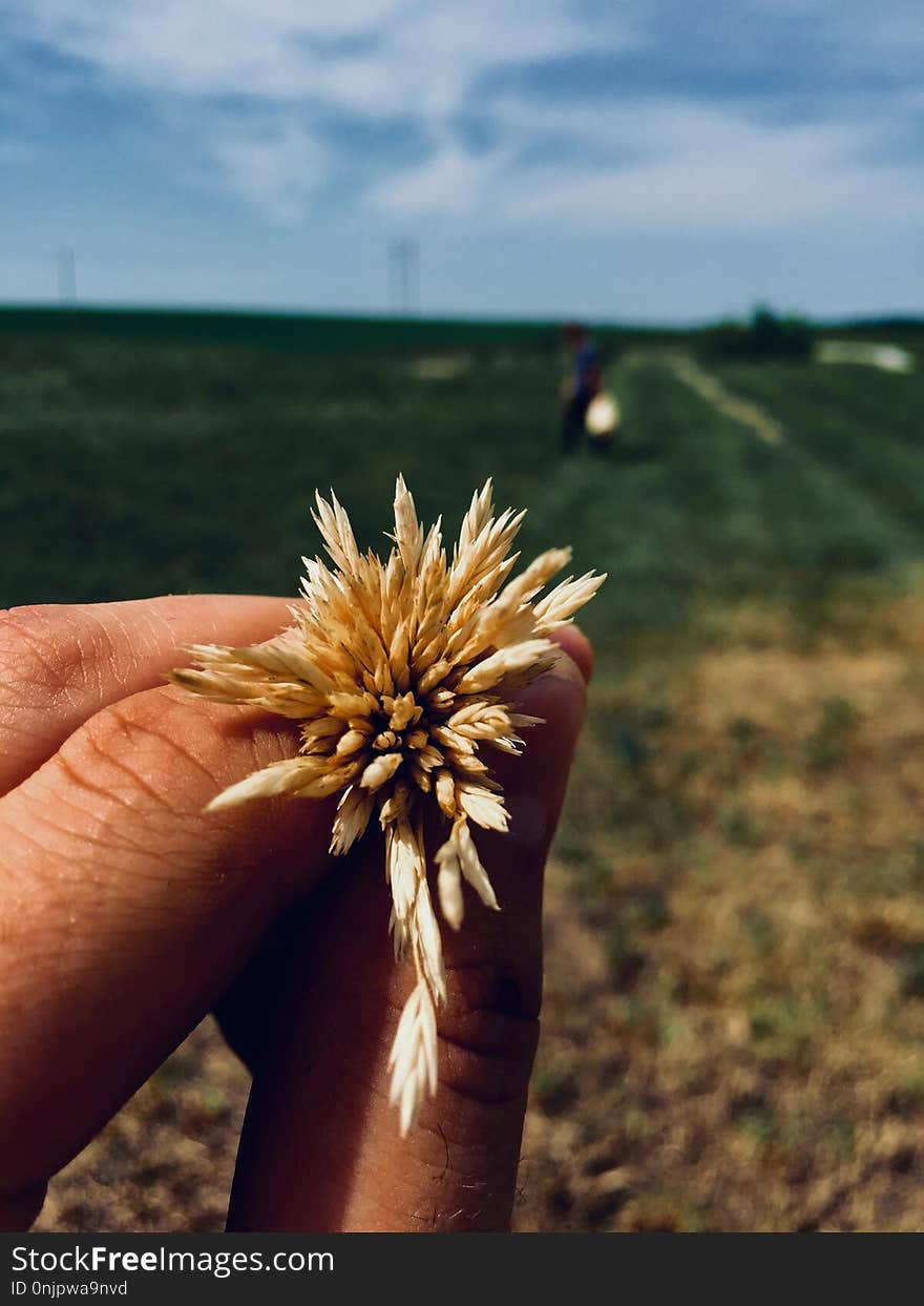 Grass Family, Sky, Grass, Commodity