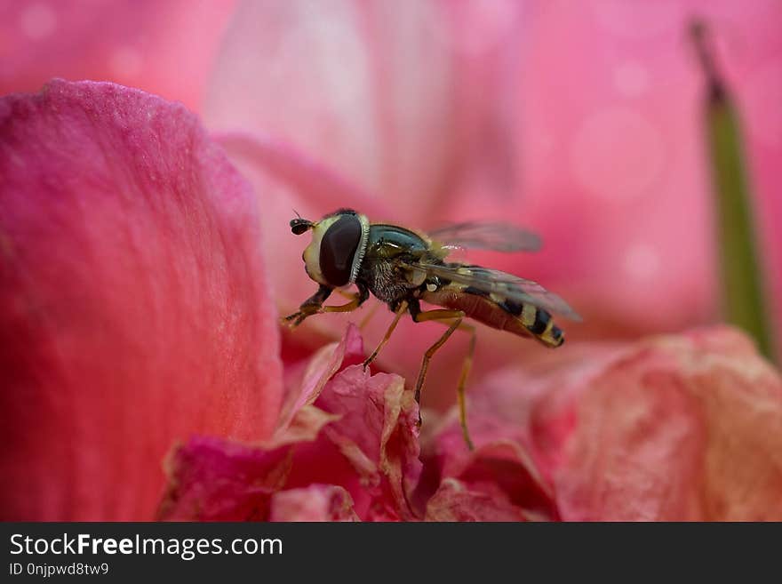 Insect, Pink, Macro Photography, Close Up