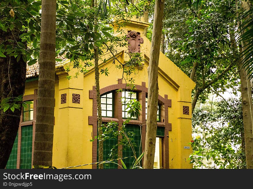 Yellow, Tree, Plant, House