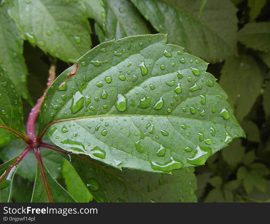 Leaf, Water, Drop, Vegetation