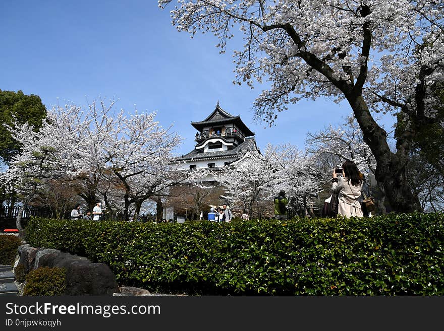 Flower, Plant, Tree, Landmark