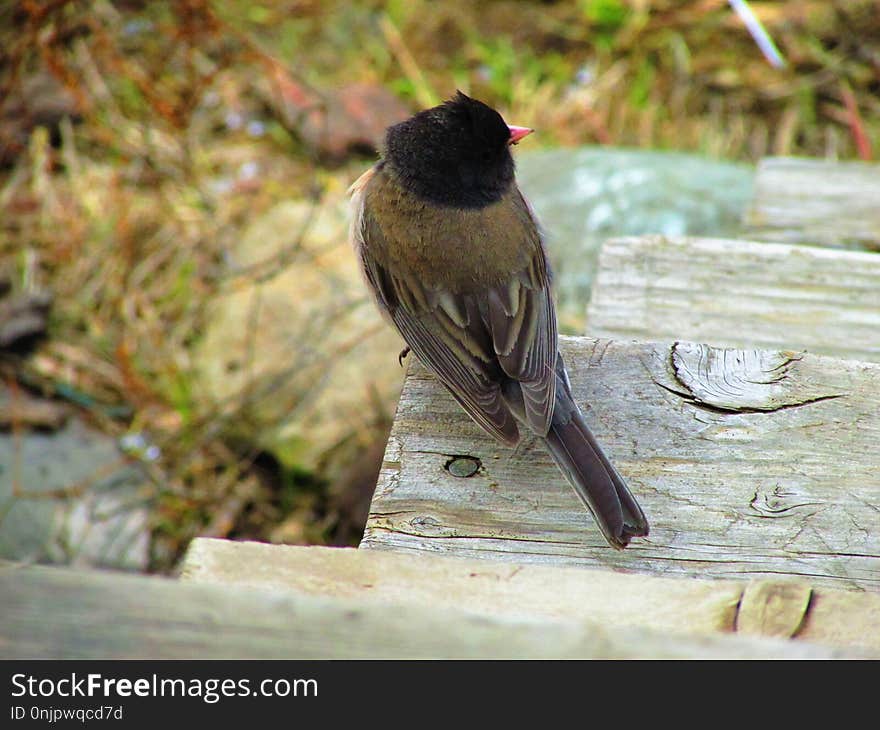 Bird, Fauna, Beak, Emberizidae