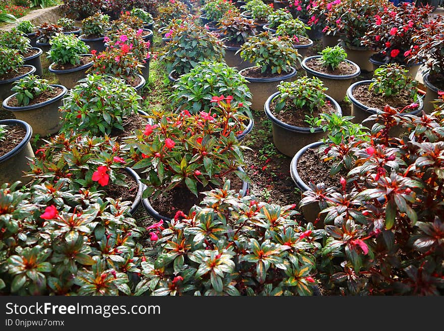 Plant, Flower, Flora, Vegetation