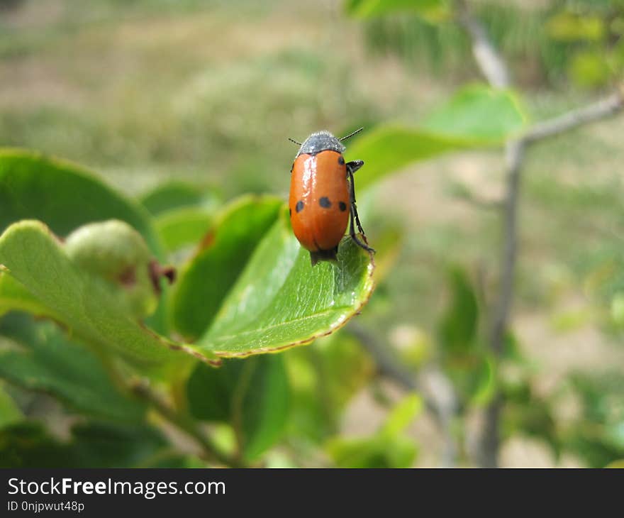 Insect, Beetle, Fauna, Macro Photography