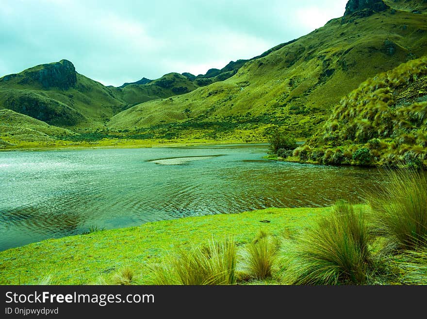 Nature, Vegetation, Green, Water