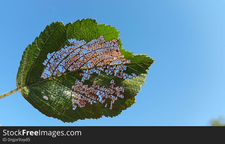 Leaf, Sky, Biome, Tree