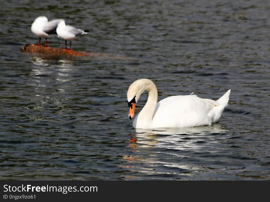 Swan, Water Bird, Bird, Ducks Geese And Swans