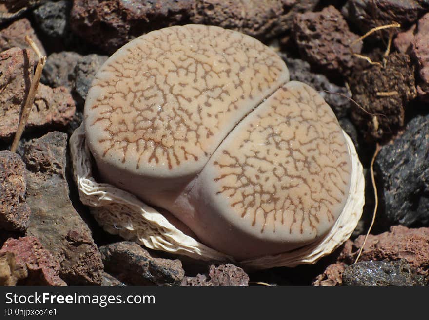 Fungus, Edible Mushroom, Mushroom, Organism