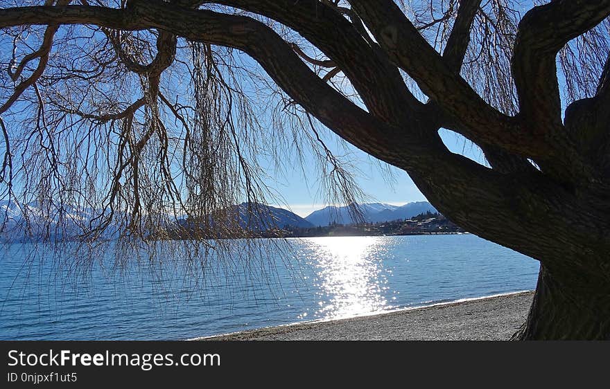 Water, Nature, Tree, Reflection