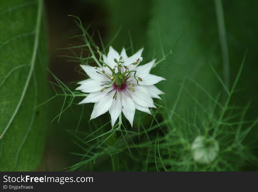 Flower, Plant, Flora, Flowering Plant