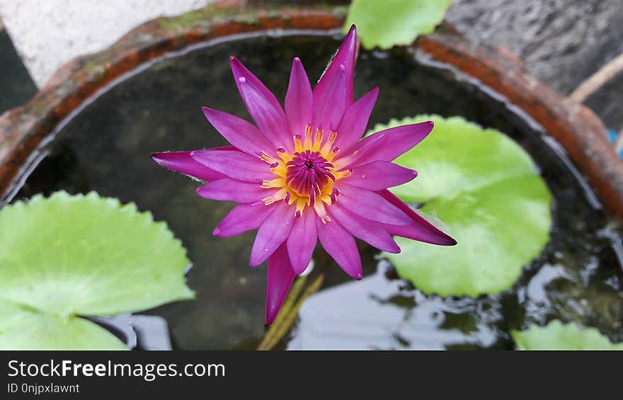 Flower, Plant, Flora, Aquatic Plant