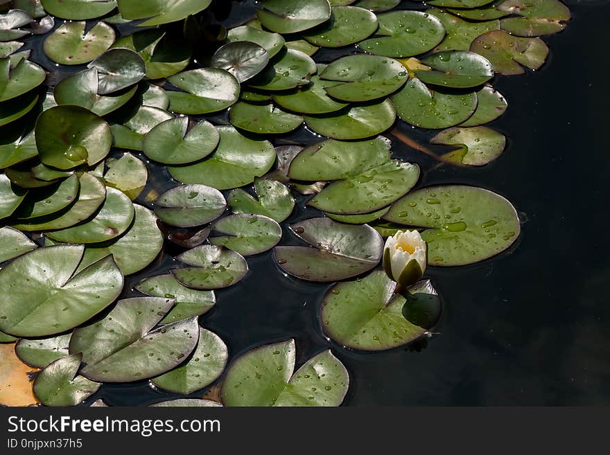 Water, Plant, Aquatic Plant, Leaf