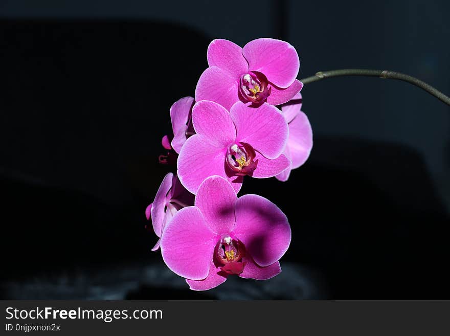 Flower, Flowering Plant, Pink, Flora