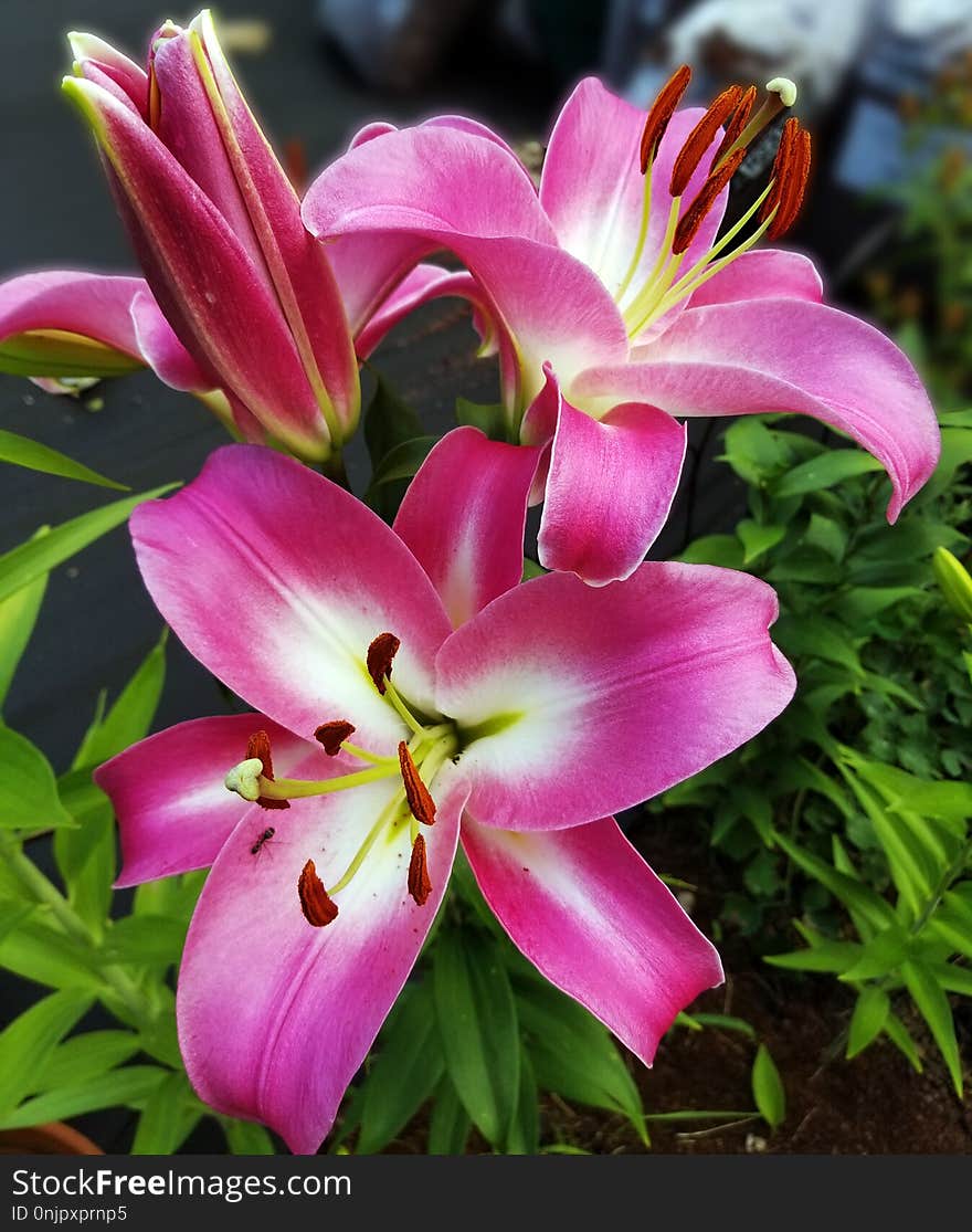 Flower, Plant, Lily, Pink