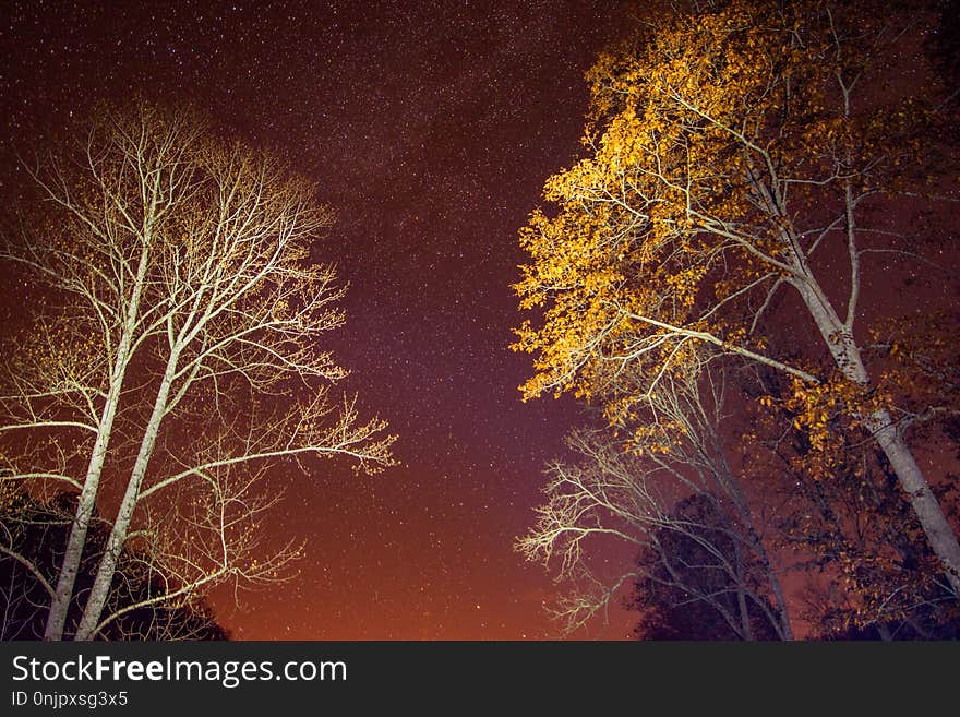 Nature, Sky, Night, Tree