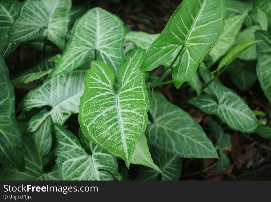 Plant, Leaf, Flora, Xanthosoma