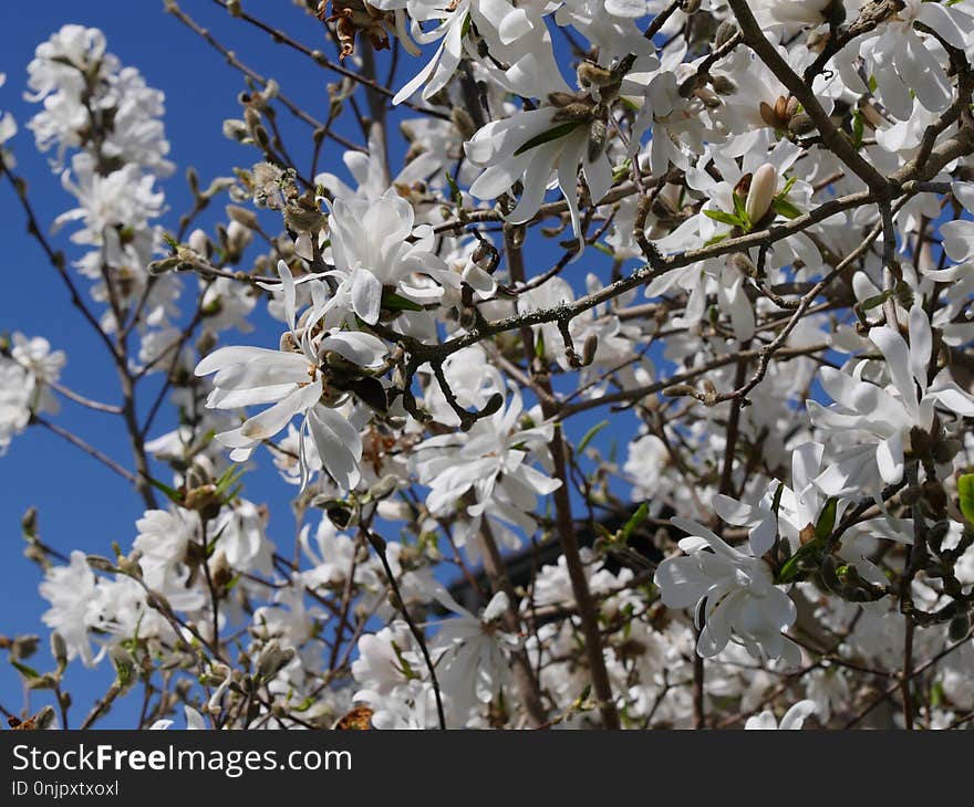 Branch, Plant, Blossom, Spring