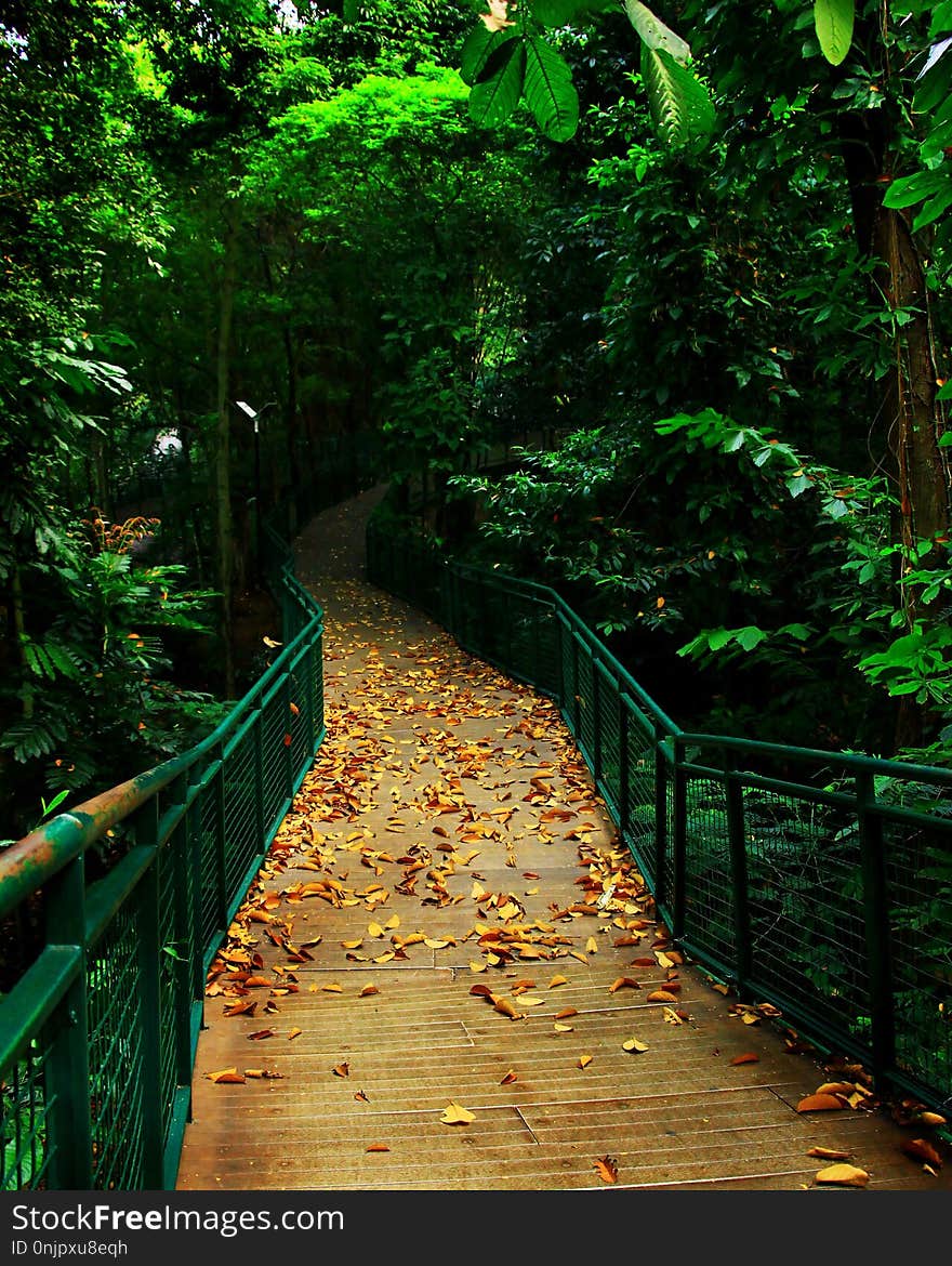 Green, Nature, Leaf, Path