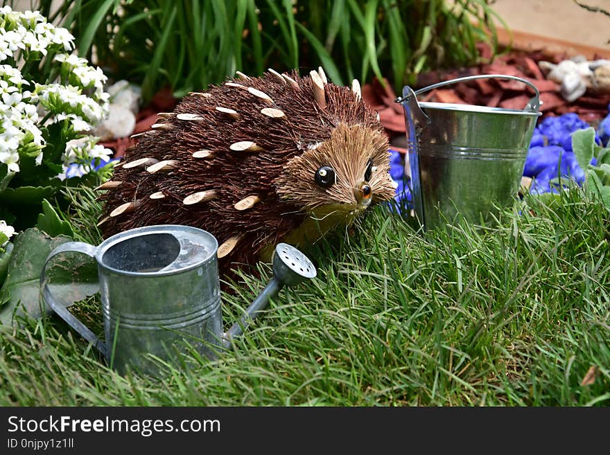 Hedgehog, Erinaceidae, Fauna, Echidna