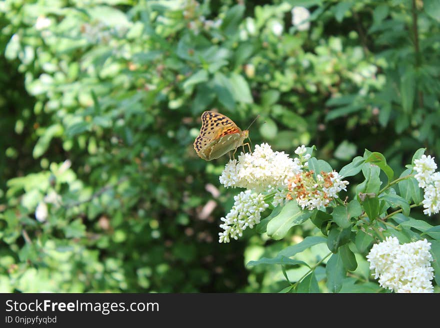 Butterfly, Moths And Butterflies, Insect, Brush Footed Butterfly